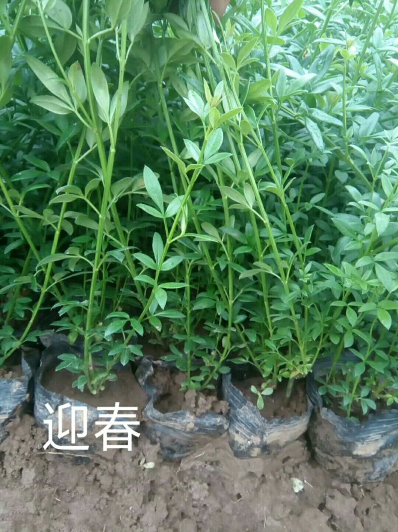 迎春