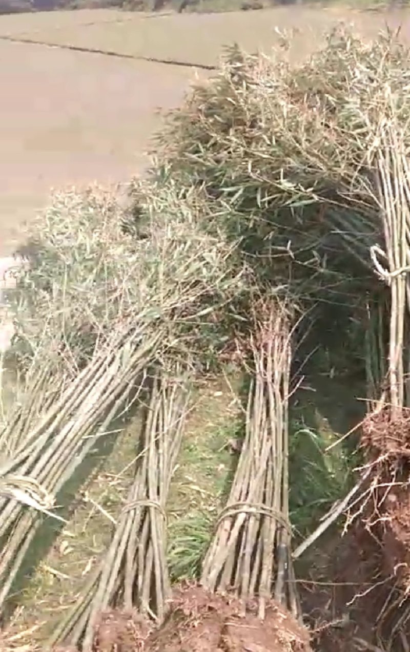 竹子