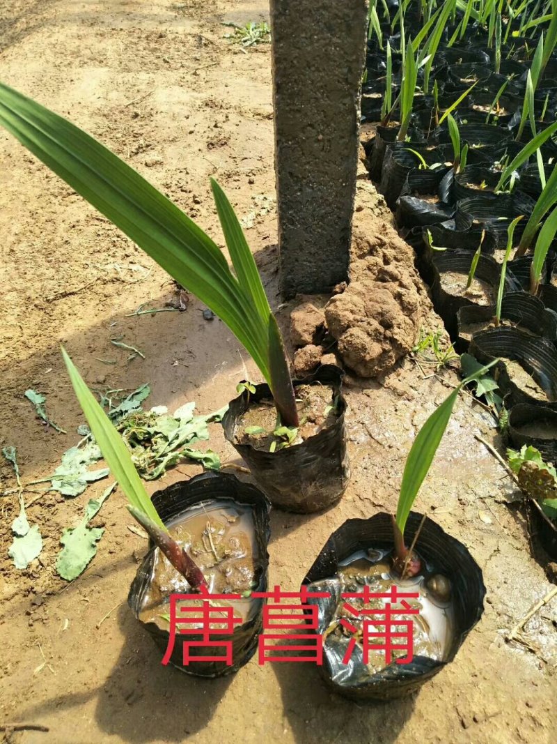 唐菖蒲