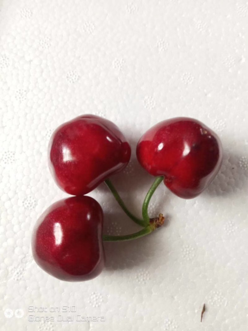 大樱桃，