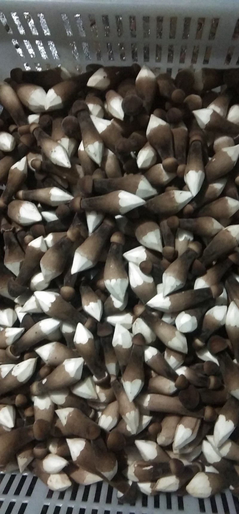 一级黑鸡枞