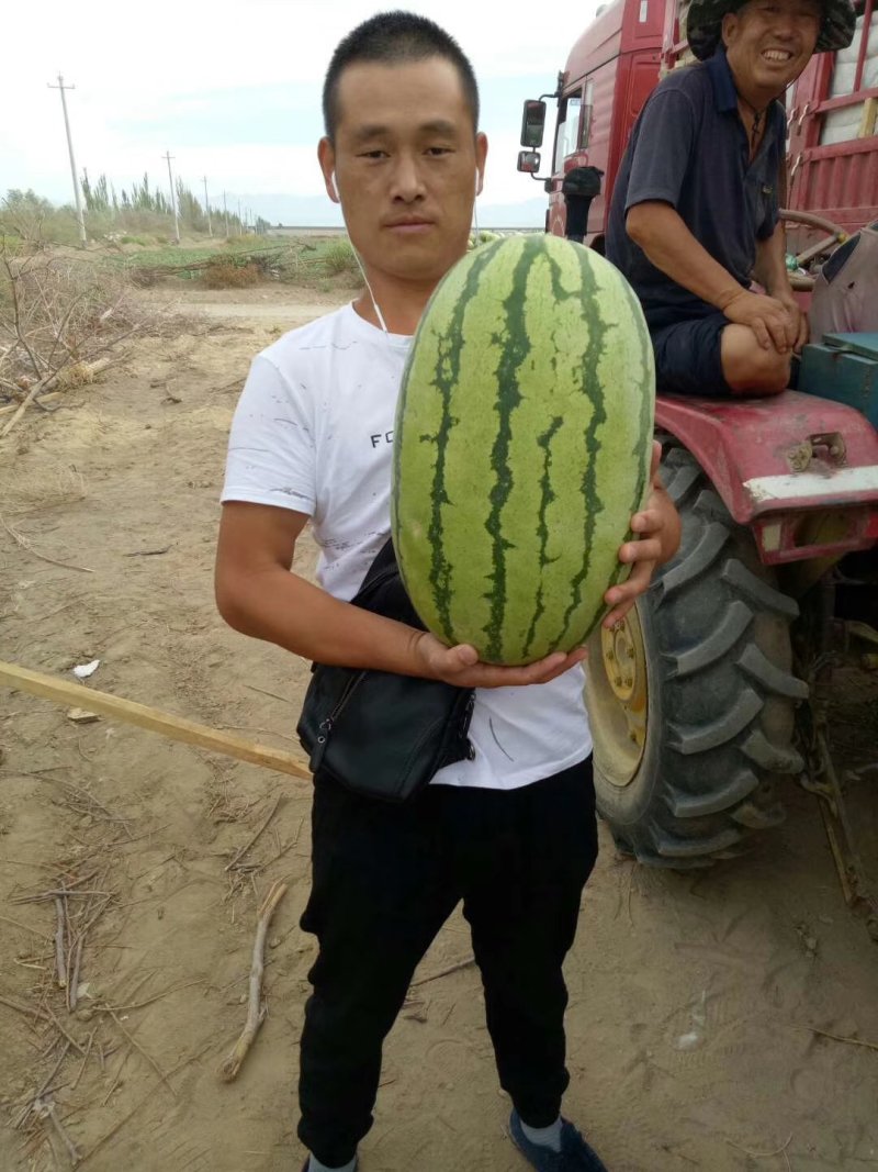 金城五号西瓜