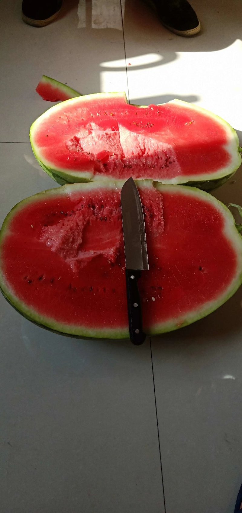 金城五号西瓜