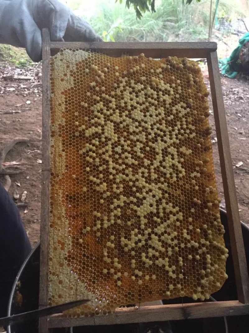 百花蜜自己家果园养的中蜂百花蜜蜂蜜蜜糖原蜜无添加剂