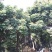 百花蜜自己家果园养的中蜂百花蜜蜂蜜蜜糖原蜜无添加剂