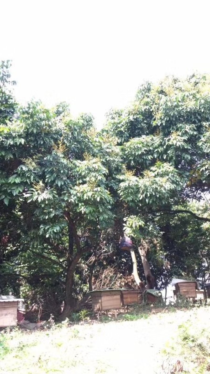 百花蜜自己家果园养的中蜂百花蜜蜂蜜蜜糖原蜜无添加剂