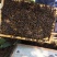 百花蜜自己家果园养的中蜂百花蜜蜂蜜蜜糖原蜜无添加剂