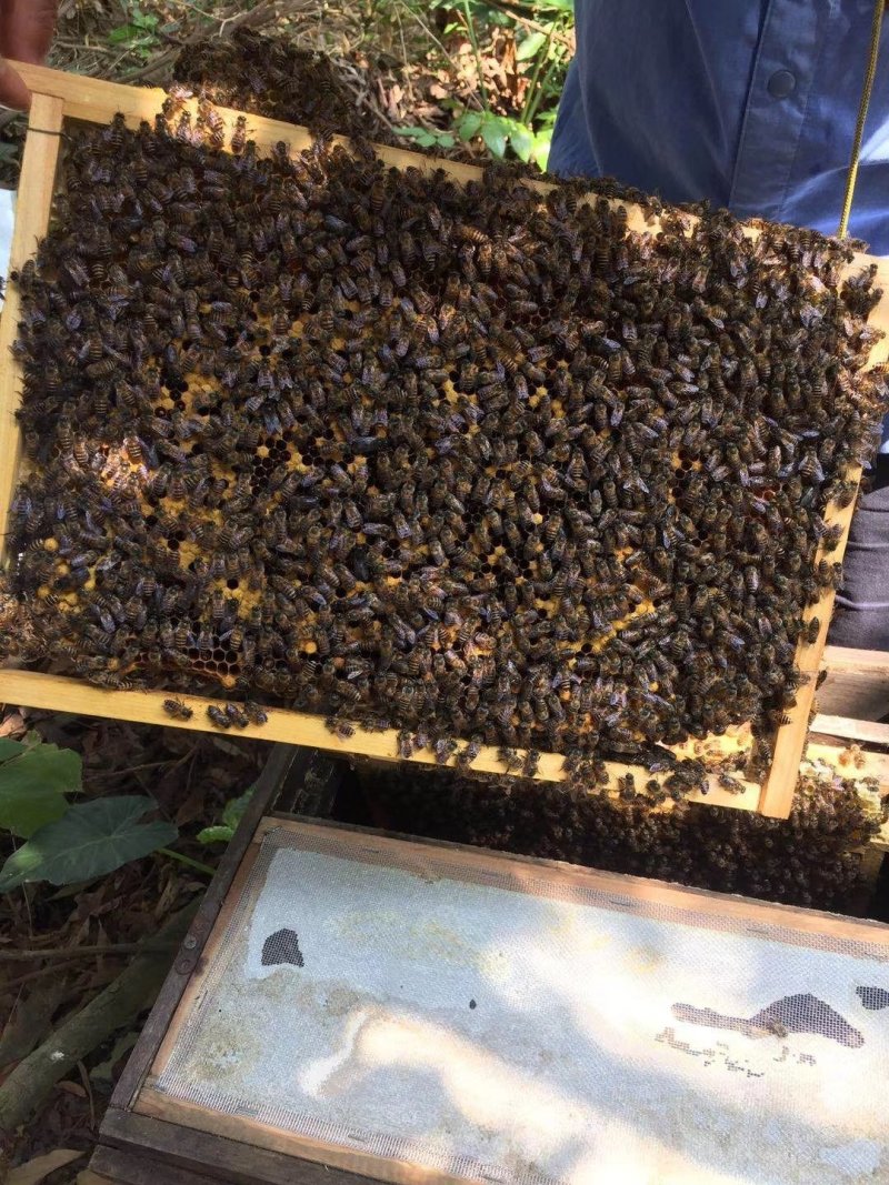 百花蜜自己家果园养的中蜂百花蜜蜂蜜蜜糖原蜜无添加剂