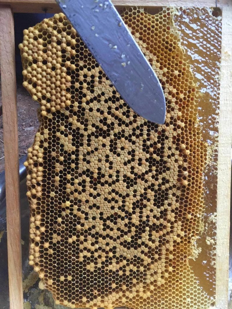 百花蜜自己家果园养的中蜂百花蜜蜂蜜蜜糖原蜜无添加剂