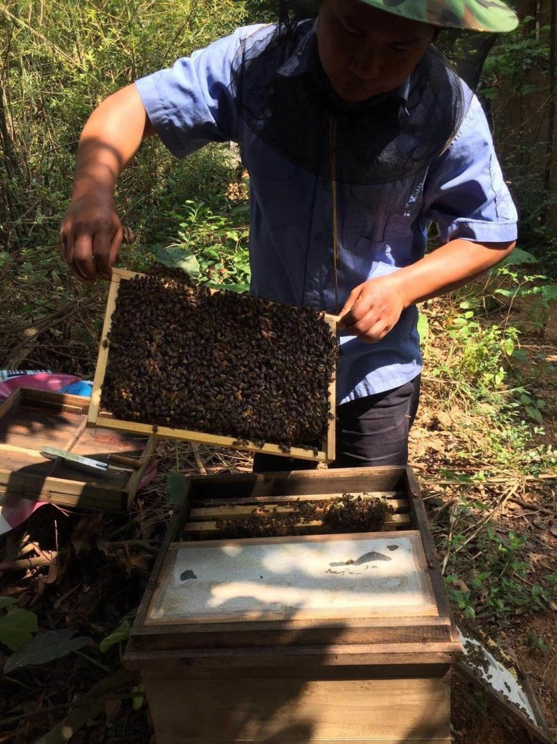 百花蜜自己家果园养的中蜂百花蜜蜂蜜蜜糖原蜜无添加剂