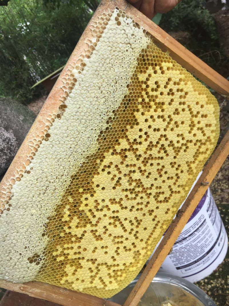 百花蜜自己家果园养的中蜂百花蜜蜂蜜蜜糖原蜜无添加剂