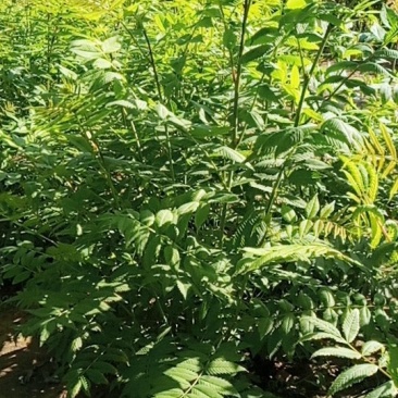 大拨珍珠梅70*60