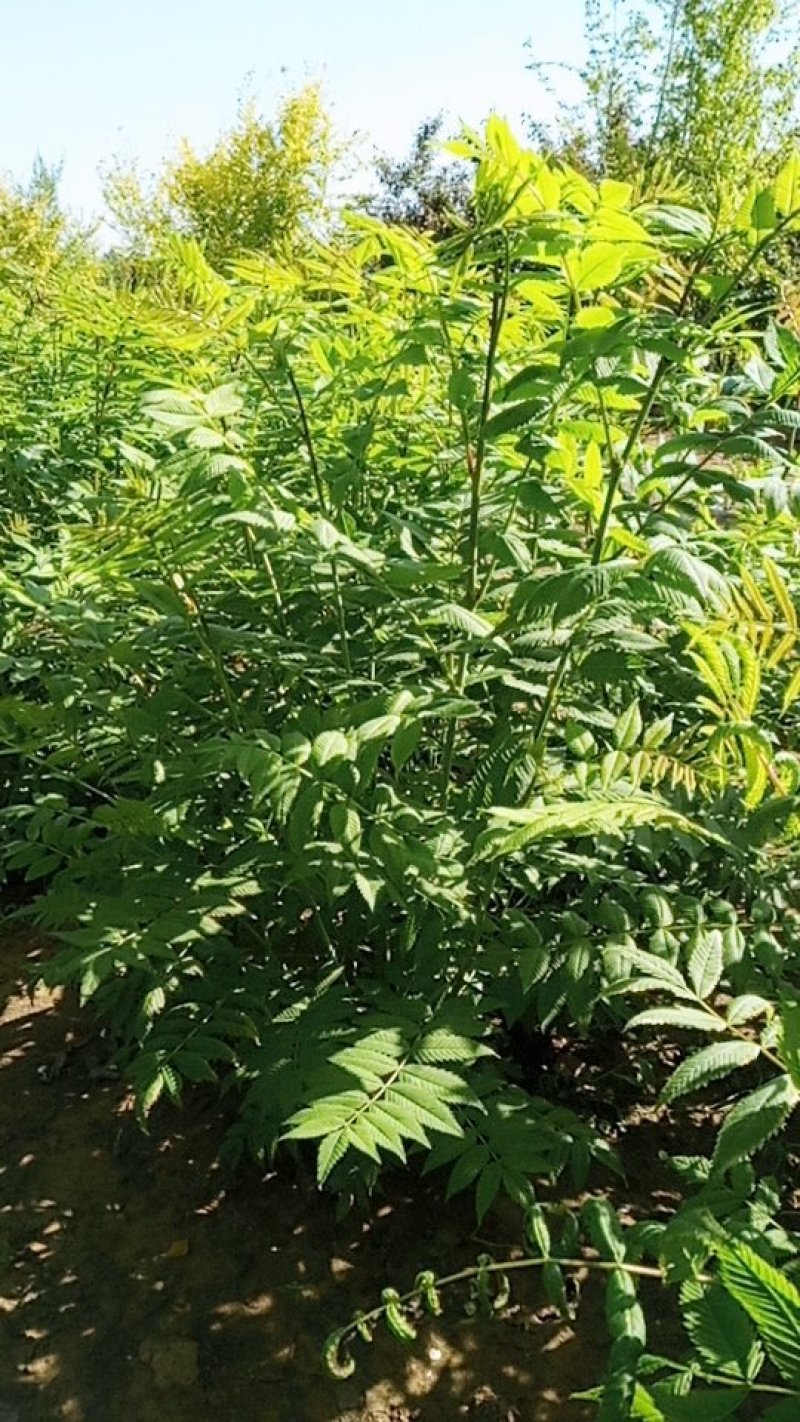 大拨珍珠梅70*60