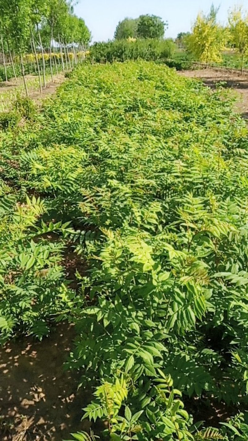 大拨珍珠梅70*60