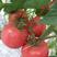 常年供应粉果番茄苗，越夏，春秋茬越冬品种