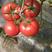 常年供应粉果番茄苗，越夏，春秋茬越冬品种