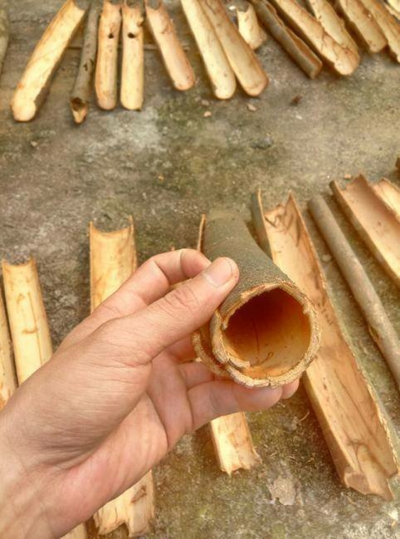 桂皮