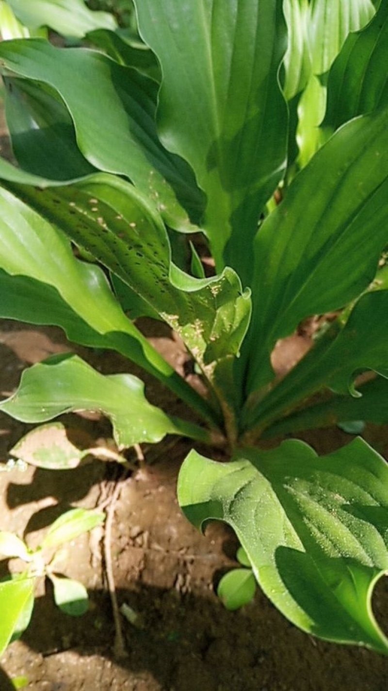 紫玉簪大小叶均有，易成活