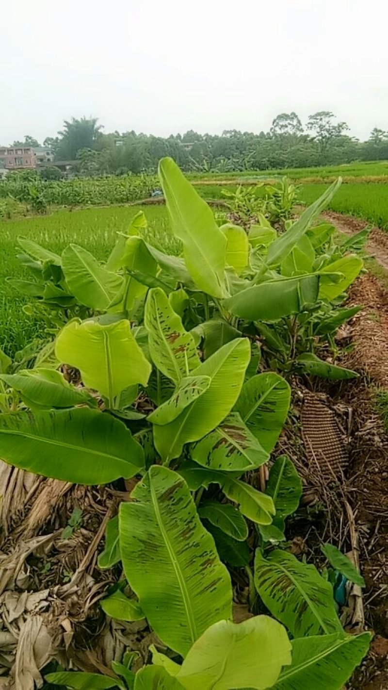 香蕉苗1~2年一级良种