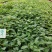 香樟小苗樟树筛盆苗枝叶秀丽而有香气园林绿化树