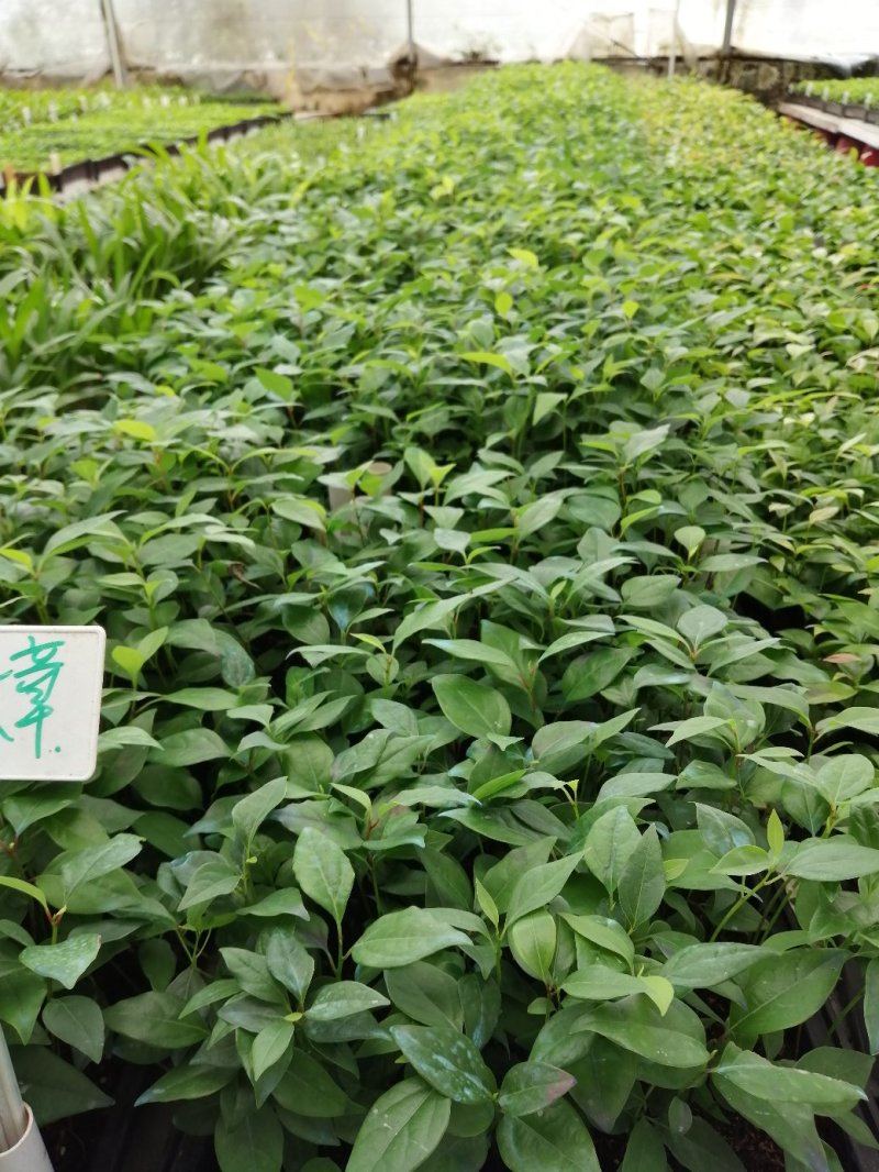 香樟小苗樟树筛盆苗枝叶秀丽而有香气园林绿化树