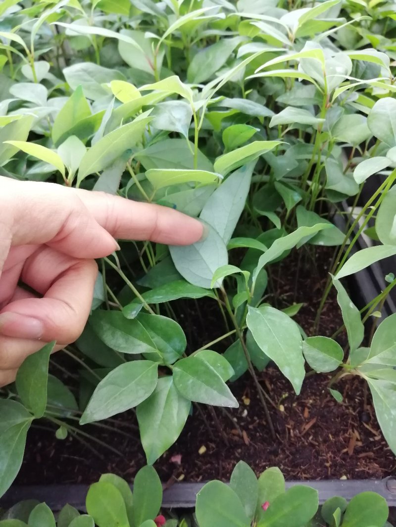 香樟小苗樟树筛盆苗枝叶秀丽而有香气园林绿化树