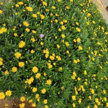 木春菊，大小规格都有，欢迎来电