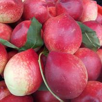 城固油桃吃硊甜6公分以上现货有5千亩地以上