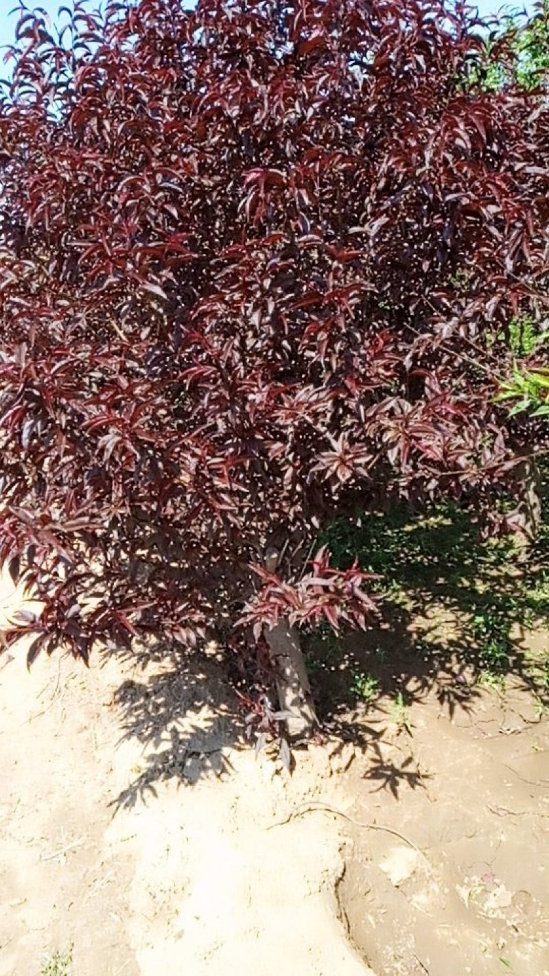 红叶碧桃