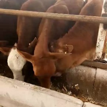 养殖场直销优质大小肉牛犊货真价实，自由选购