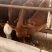 养殖场直销优质大小肉牛犊货真价实，自由选购