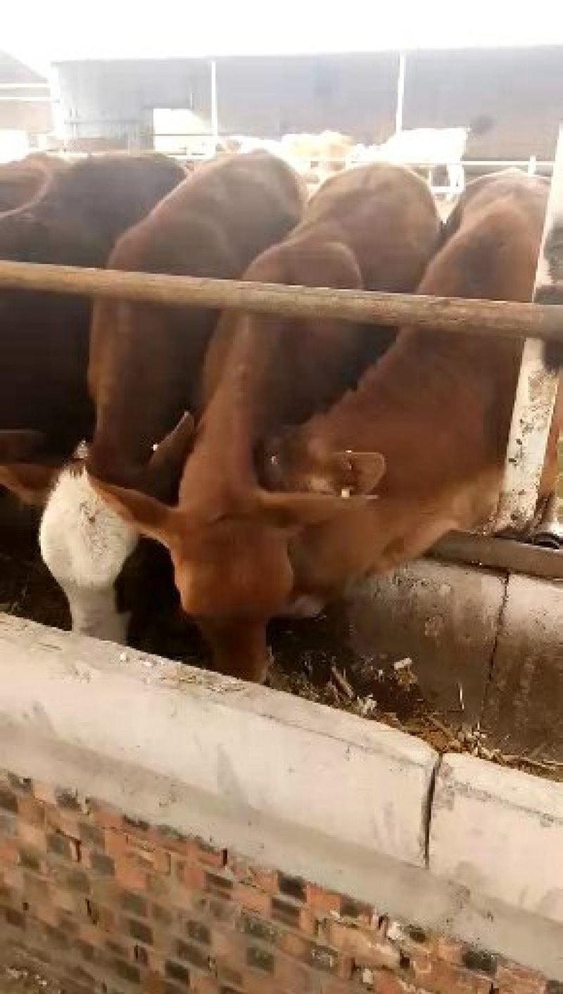 养殖场直销优质大小肉牛犊货真价实，自由选购