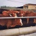 养殖场直销优质大小肉牛犊货真价实，自由选购
