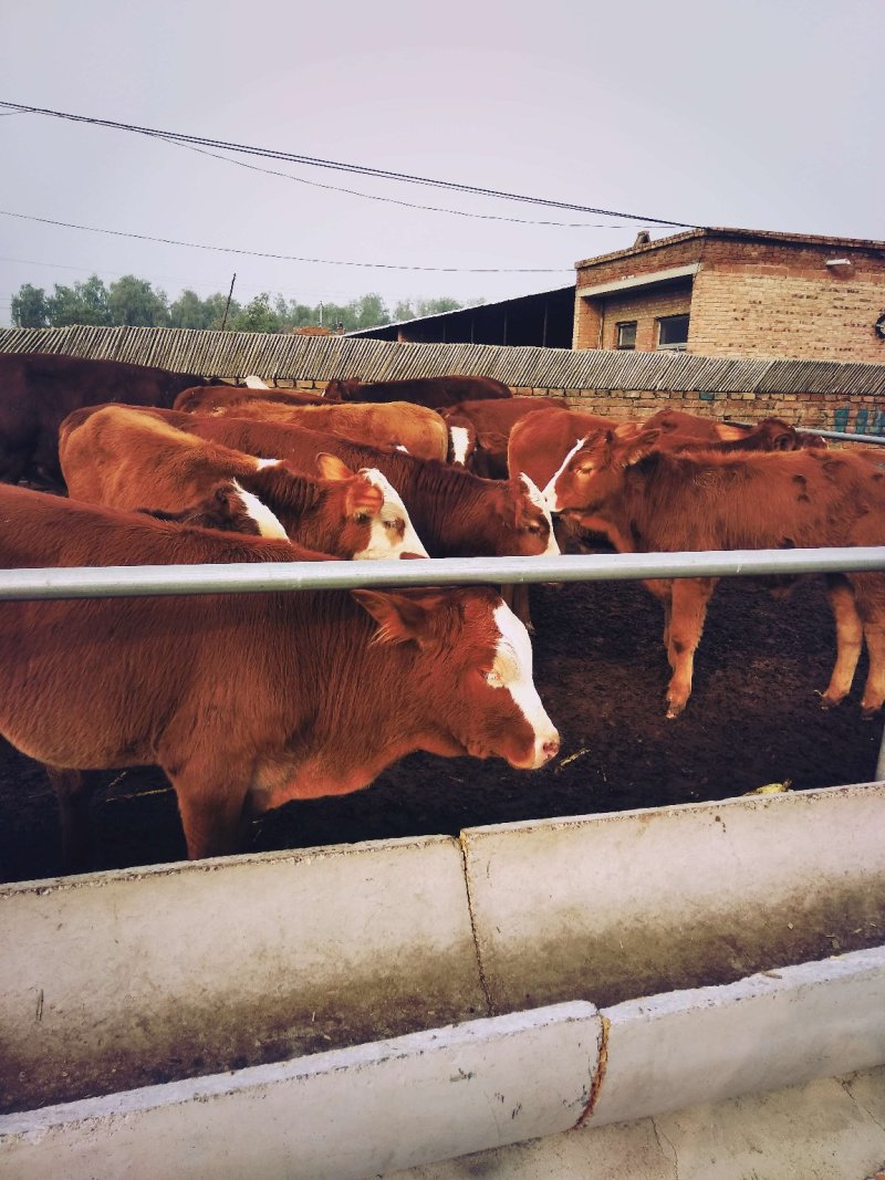 养殖场直销优质大小肉牛犊货真价实，自由选购