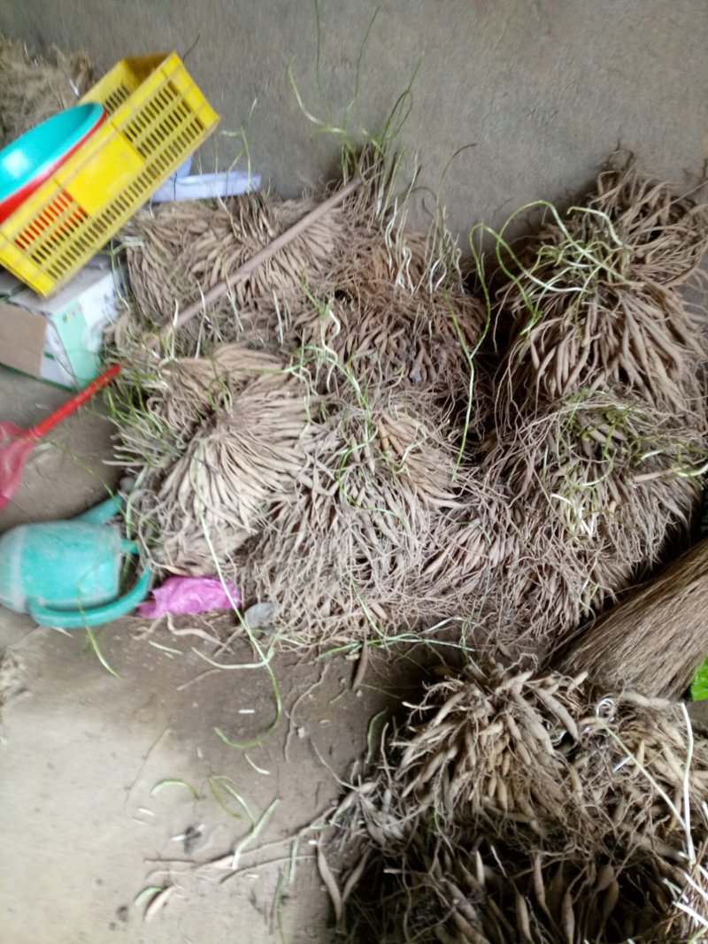 药材天东苗