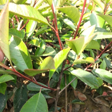 红叶石楠