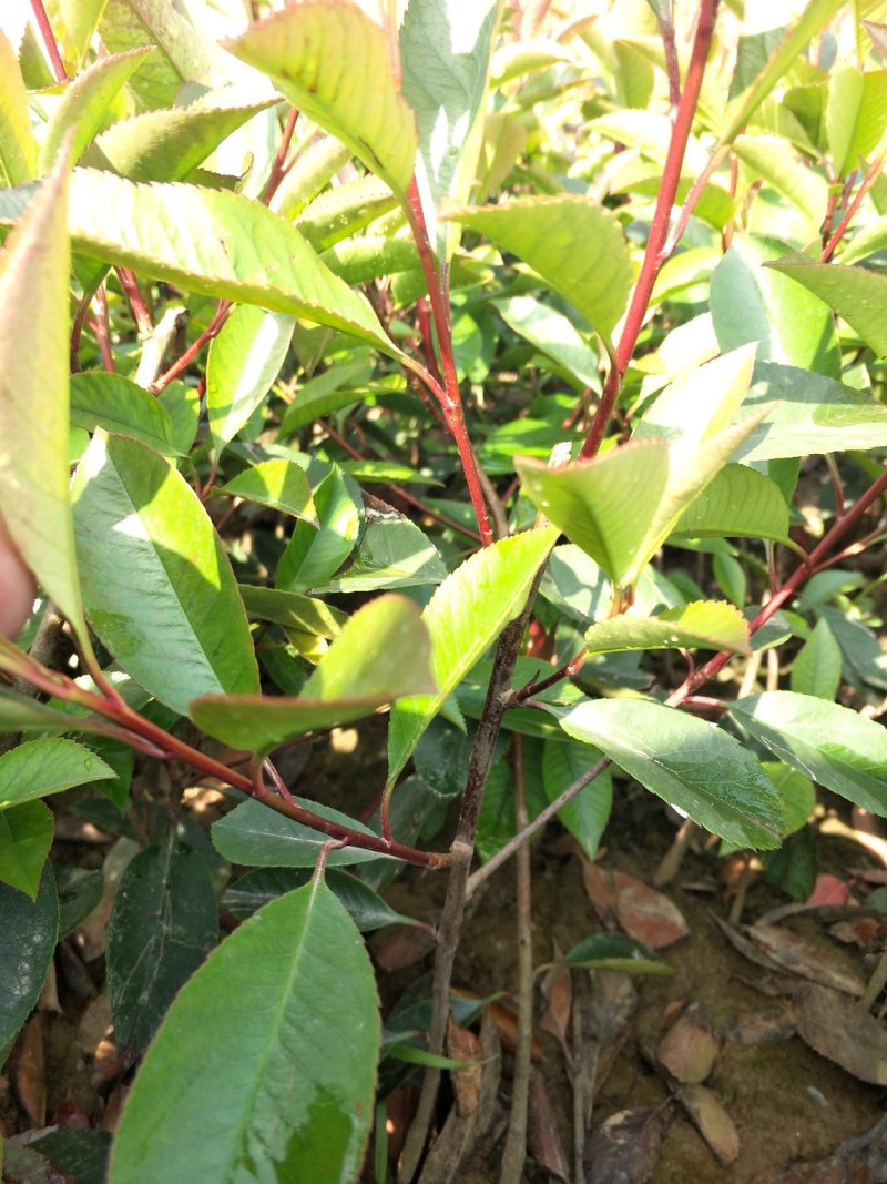 红叶石楠