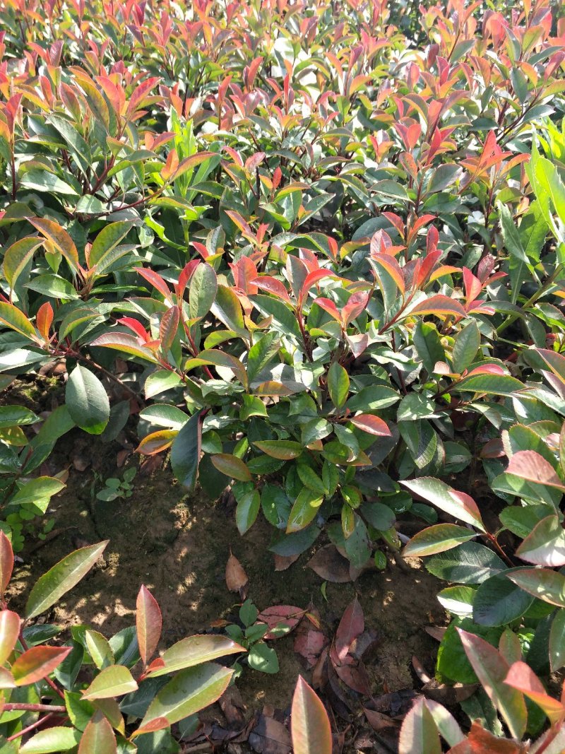 红叶石楠