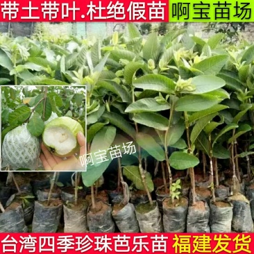 台湾四珍珠南方种番石榴苗芭乐树苗白心珍珠当年结果四季嫁