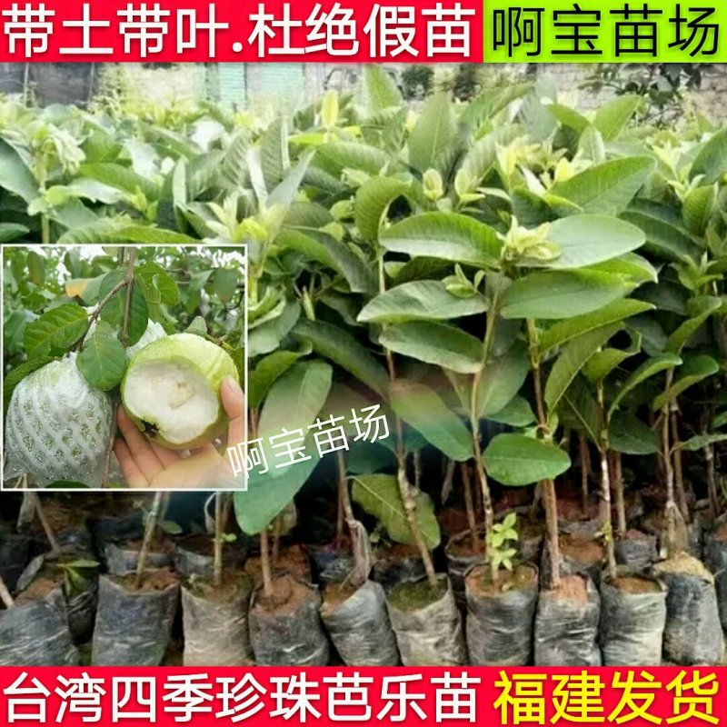台湾四珍珠南方种番石榴苗芭乐树苗白心珍珠当年结果四季嫁