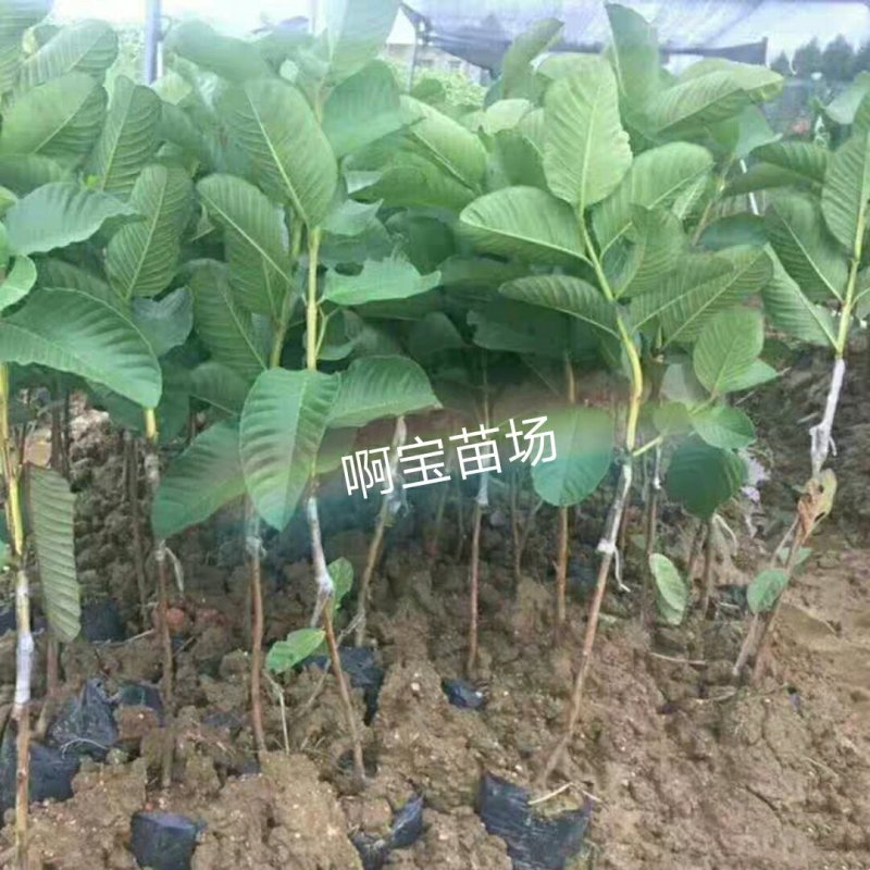 台湾四珍珠南方种番石榴苗芭乐树苗白心珍珠当年结果四季嫁