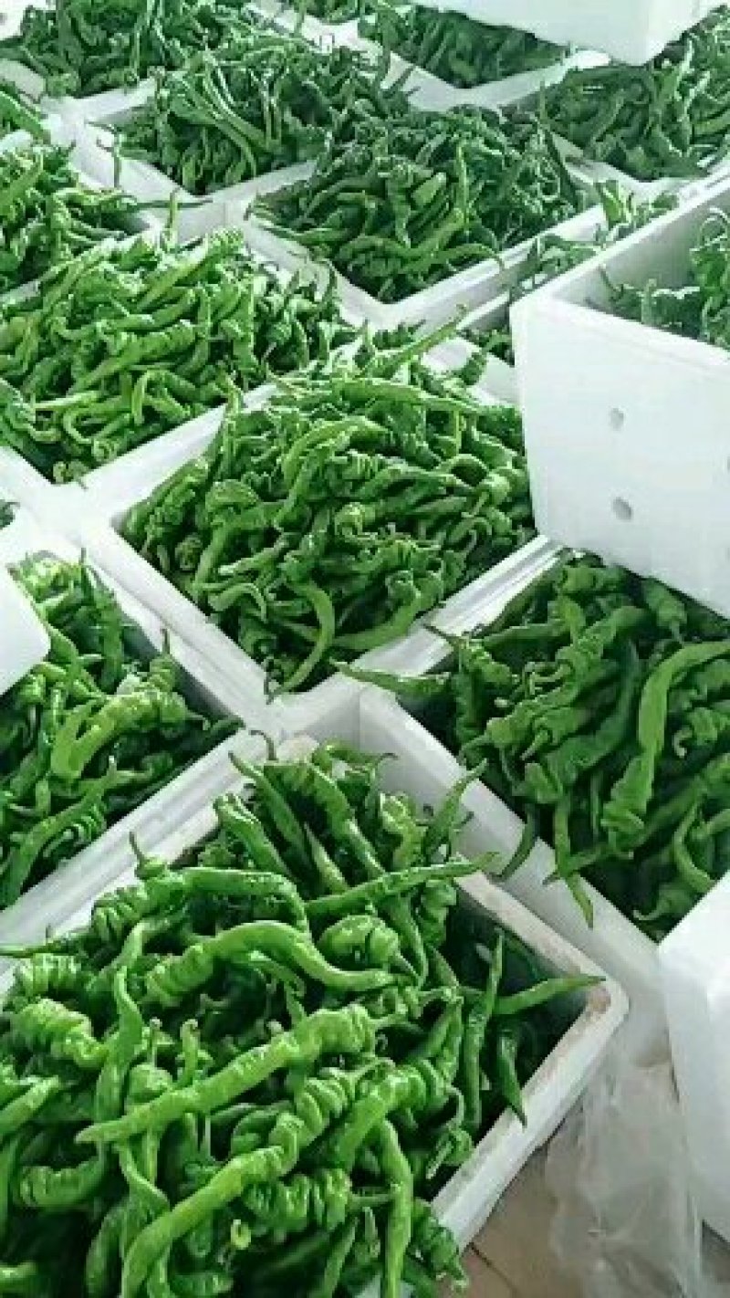线椒，精品线椒，陕西辣椒基地辣椒即将大量上市欢迎视频看货