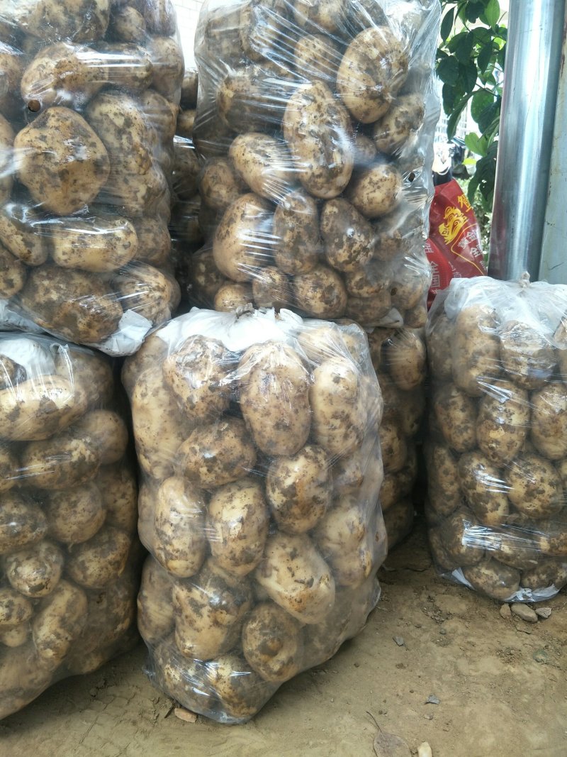湖北基地直供荷兰黄心黄皮土豆3两以上通货提供各种包装