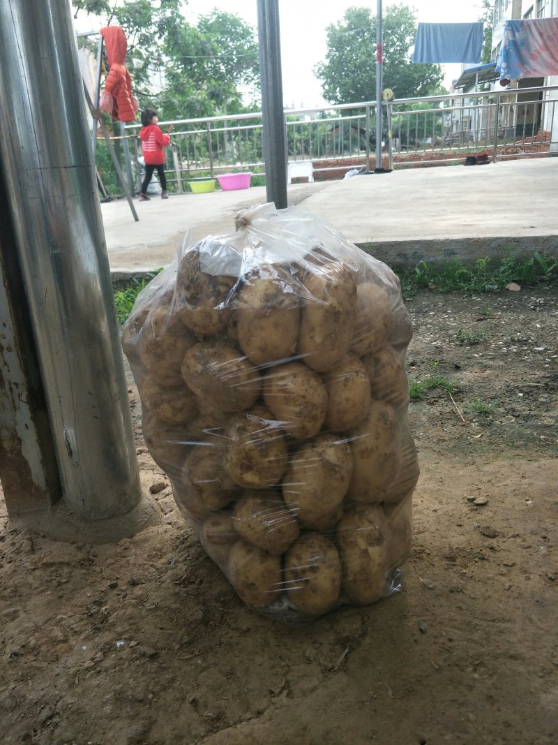 湖北基地直供荷兰黄心黄皮土豆3两以上通货提供各种包装