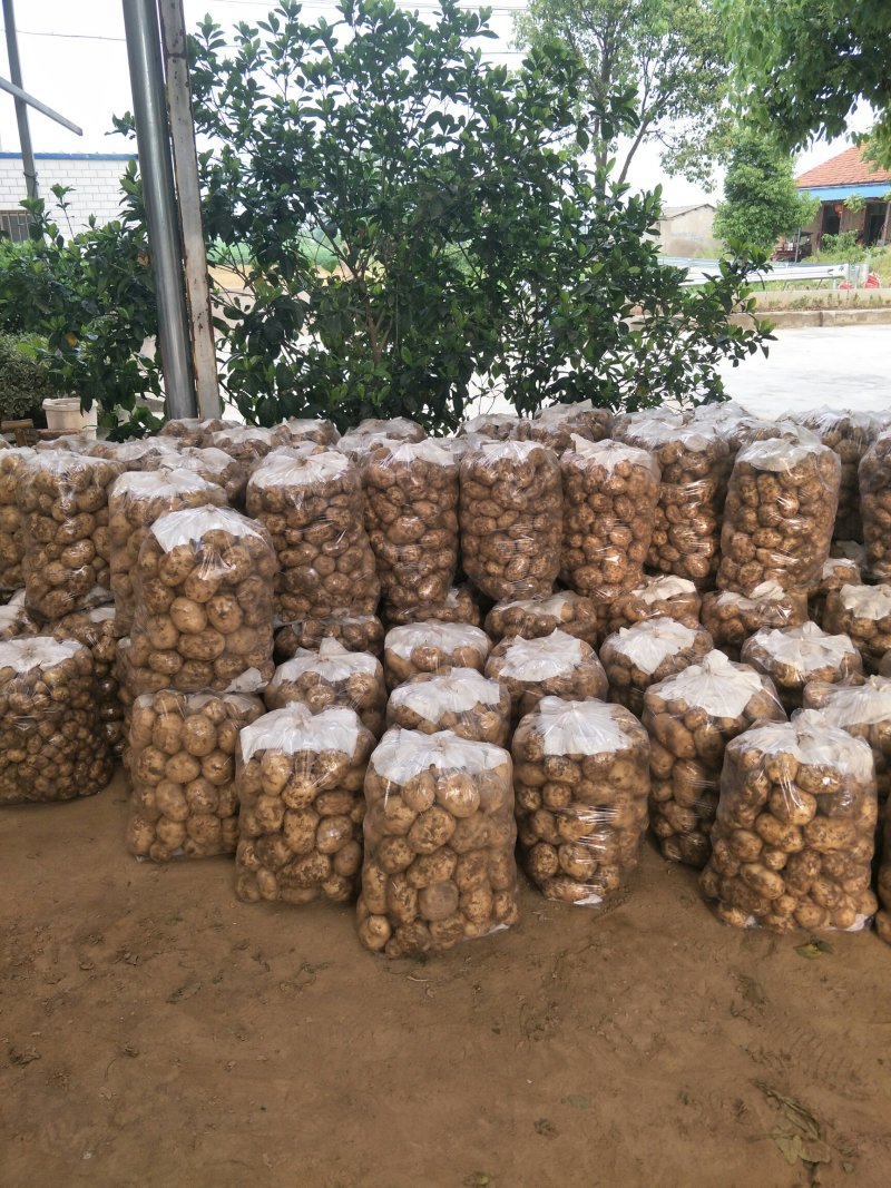 湖北基地直供荷兰黄心黄皮土豆3两以上通货提供各种包装
