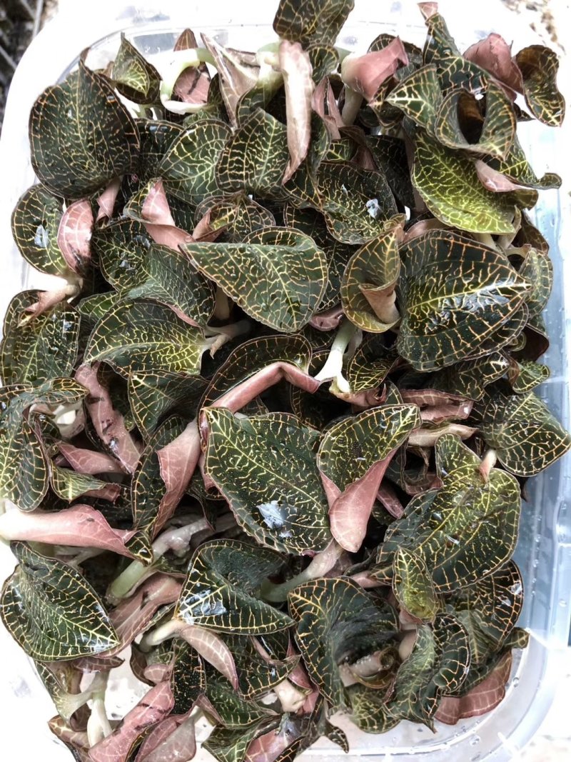 福建金线莲鲜品金线莲鲜品