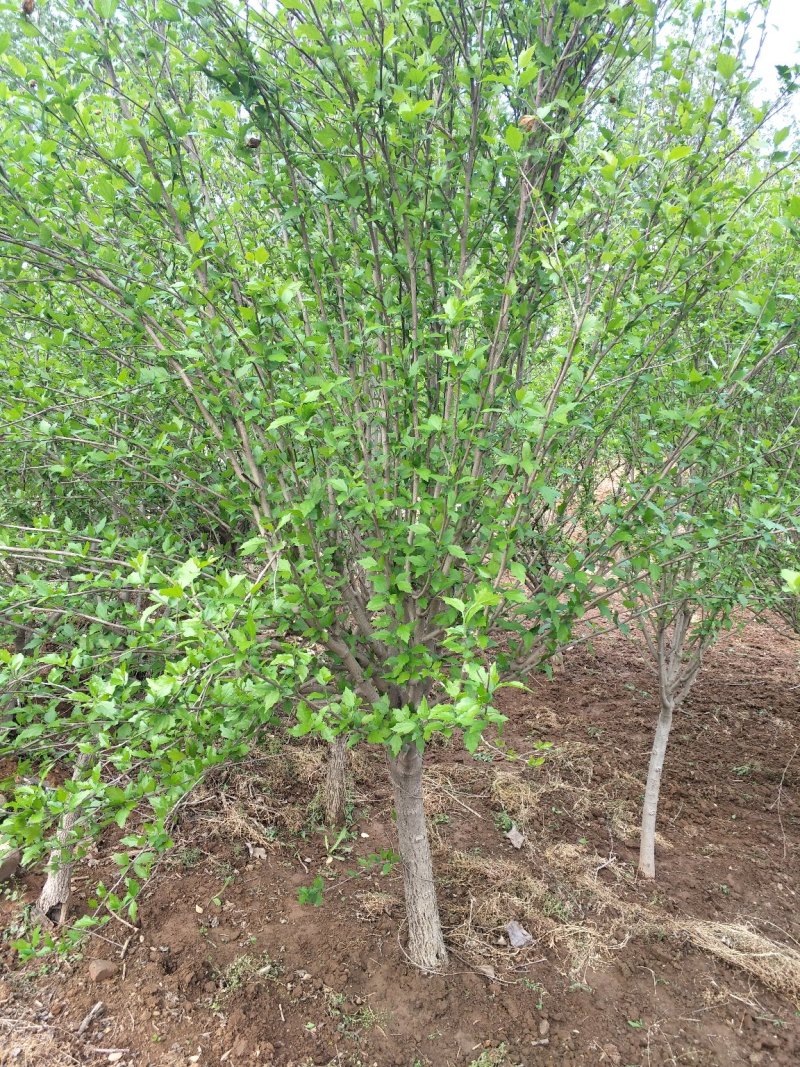 木槿