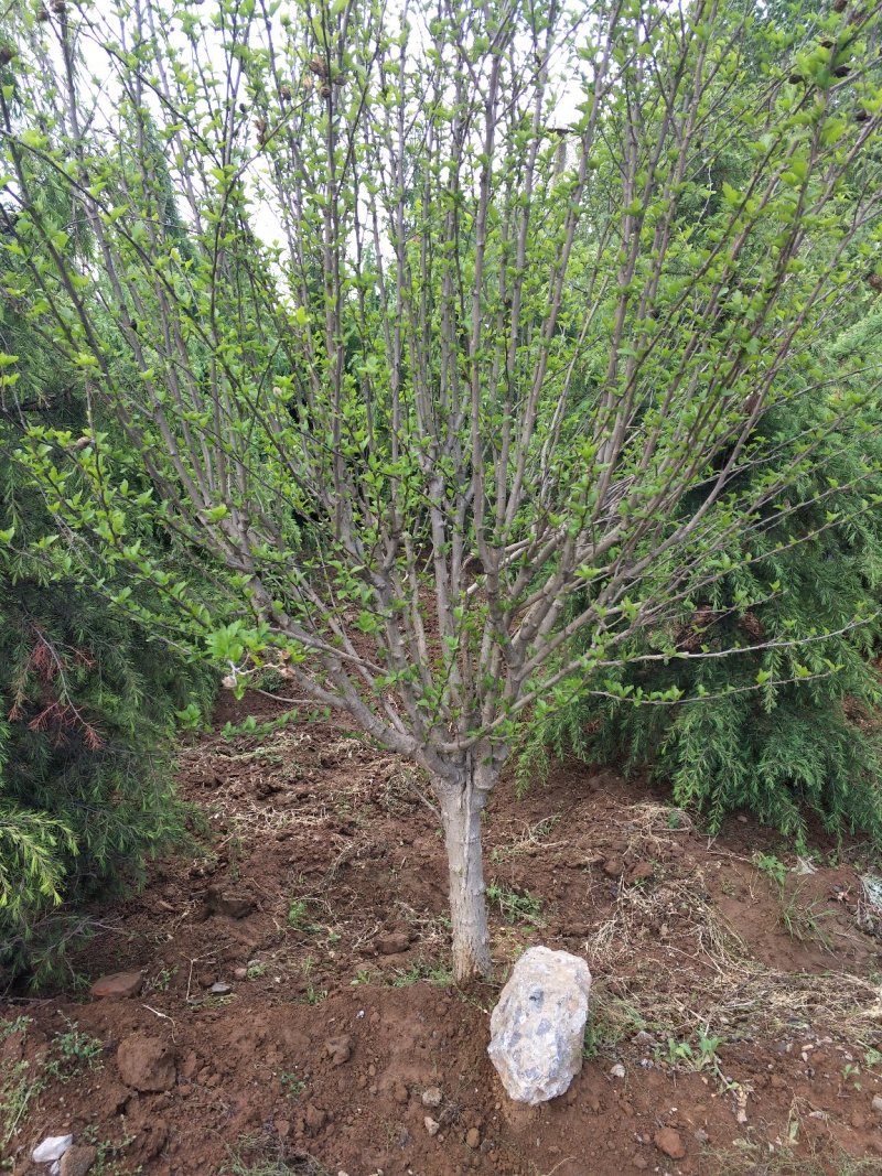 木槿