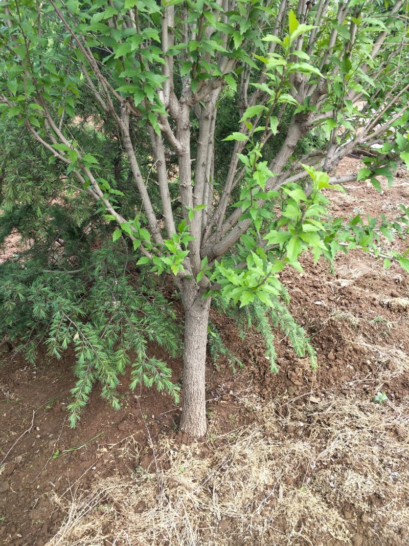 木槿