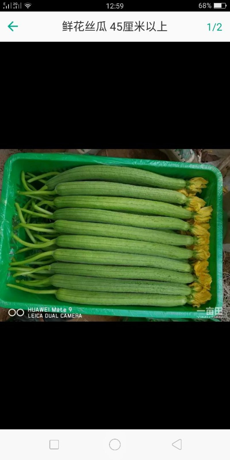 鲜花丝瓜40厘米以上